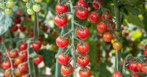 Agricoltura: la Camera approva le misura di sostegno al pomodoro italiano