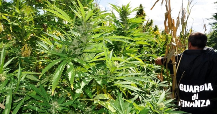 Nettuno, scoperta vasta piantagione di marijuana