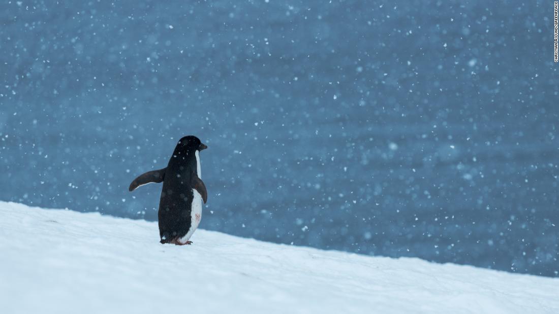 Javier Bardem: The Antarctic's penguins need us