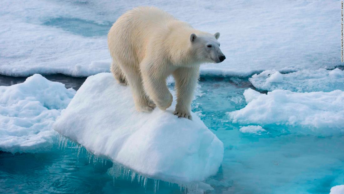 Polar bears could face extinction faster than thought