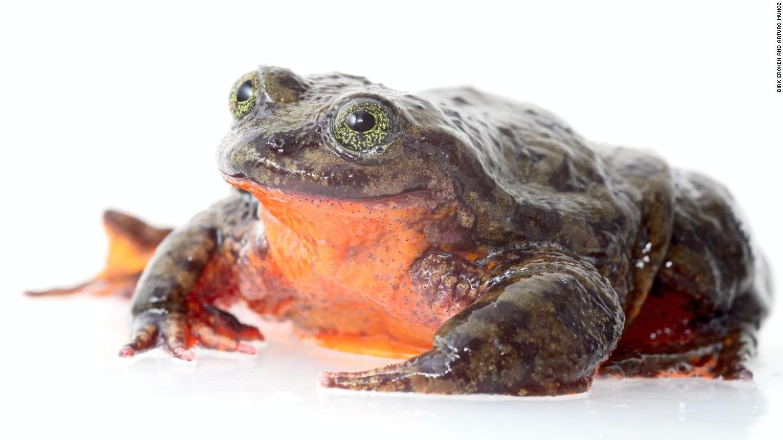 Lonely Bolivian frog seeks mate online