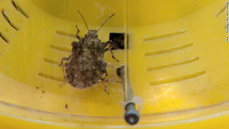 Stink bugs on ships disrupt Japan's car exports