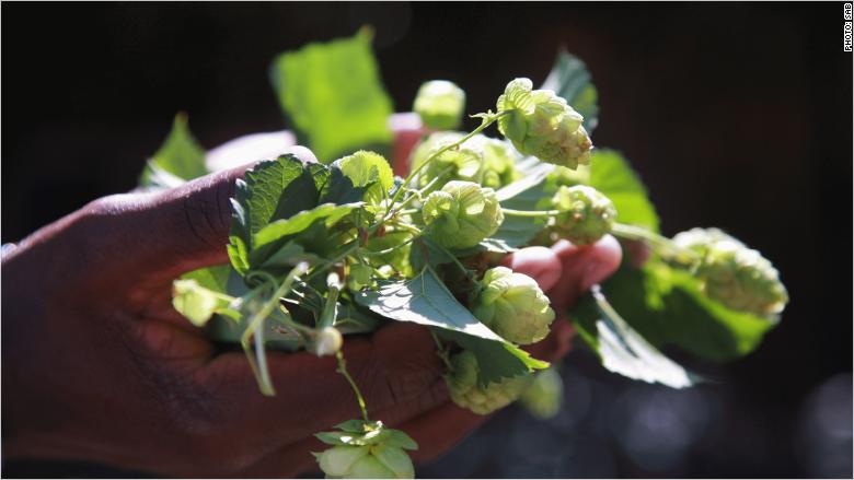 Turning hops into South Africa's 'next wine'