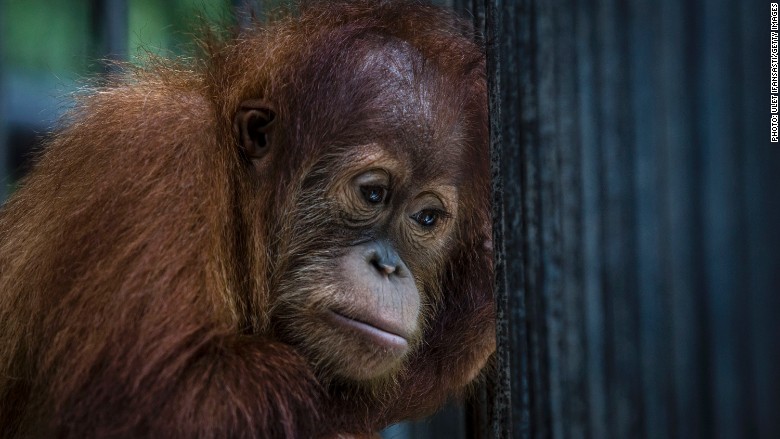 A UK supermarket chain is ditching palm oil