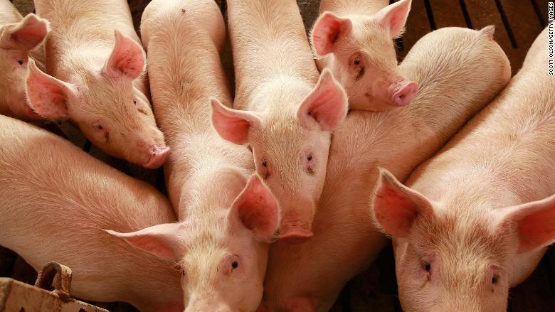 China's pork tariffs will hurt a big Chinese company
