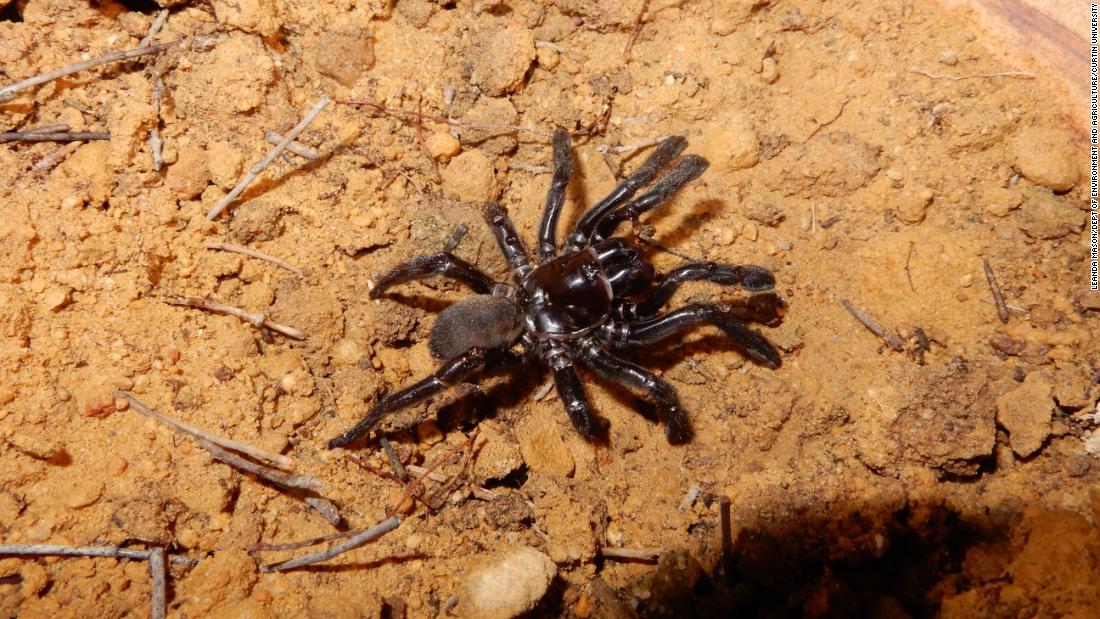 The world's oldest spider lived to be 43 before a wasp's sting did her in