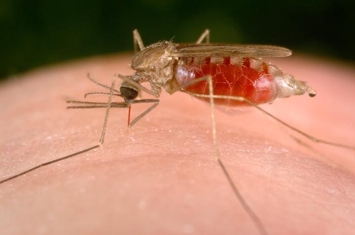 Malaria: ‘annusando’ le molecole liberate dalla pelle è possibile riconoscere la malattia