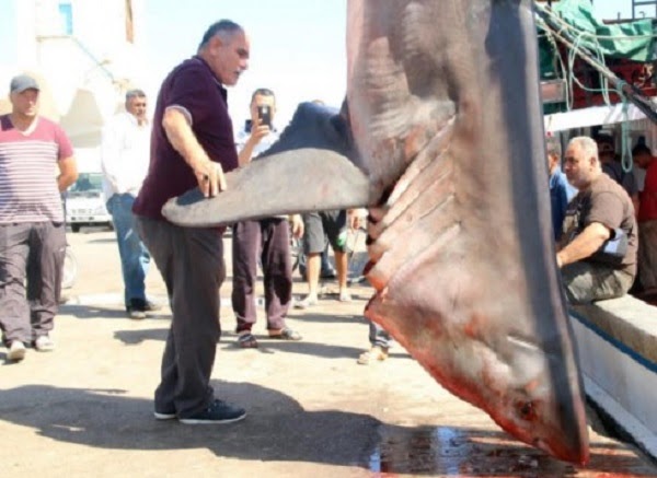 Il grande squalo bianco avvistato nel Mediterraneo
