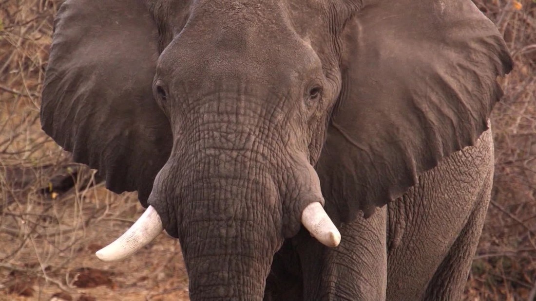 How you can help save the African elephant