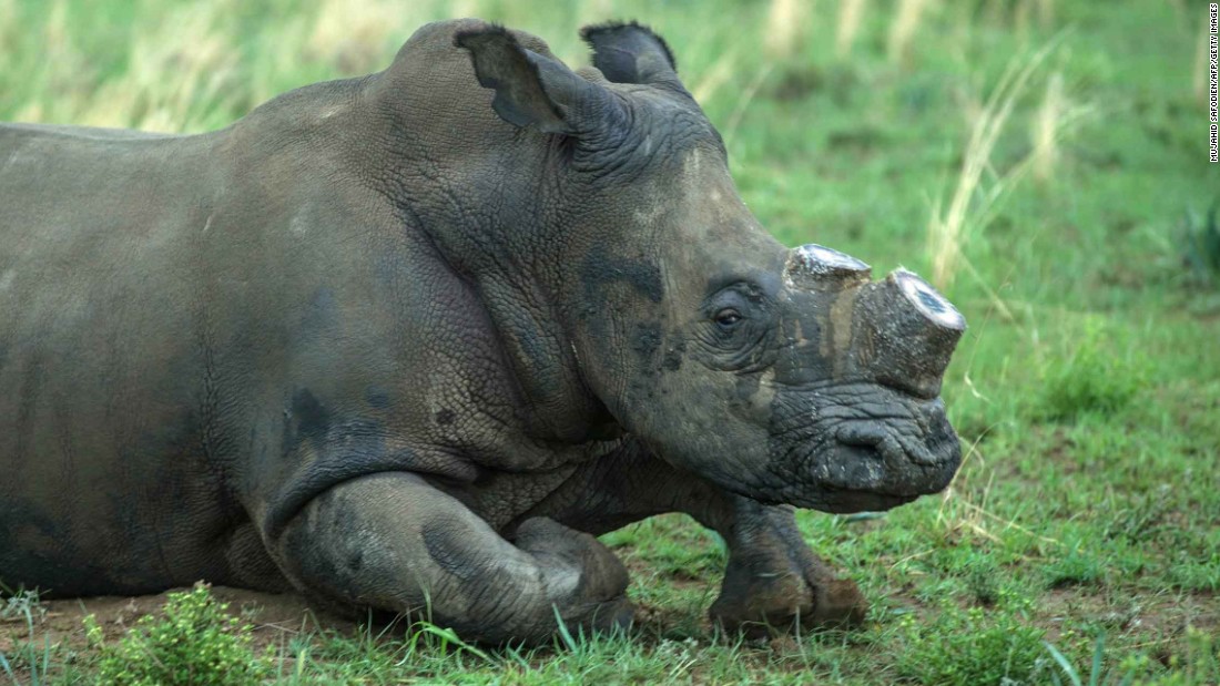 Rhinoceros DNA database helps nail poachers and traffickers
