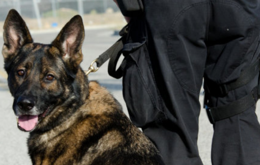 Poliziotto lascia il cane due ore nell’auto di servizio: morto