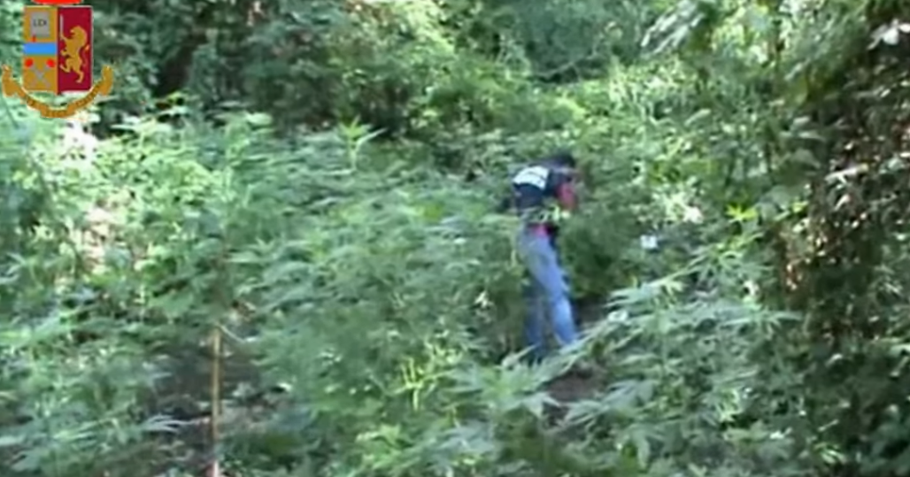 Calabria, sequestrata l’erba della ‘ndrangheta: scoperte 26mila piante di marijuana