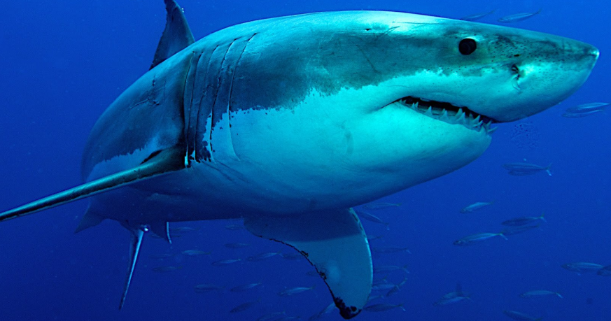 Avvistato un grande squalo bianco a Maiorca, primo in 40 anni