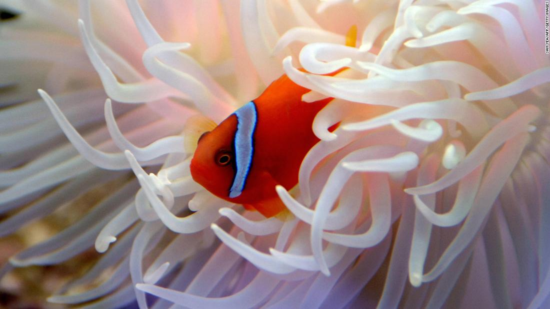'Saving Nemo': How Australian schools are protecting the clownfish