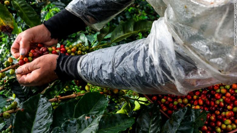 The race against a disease that could devastate the coffee industry