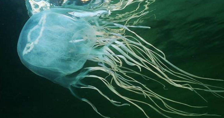 Filippine, bimba italiana uccisa da una medusa