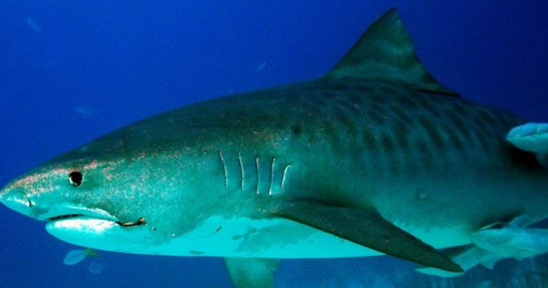 Riscaldamento del mare: nell’Adriatico stanno arrivando nuove specie di squali