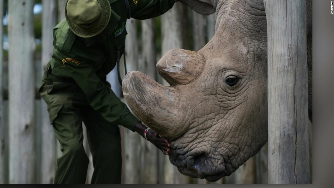 Male Northern white rhino at risk of extinction