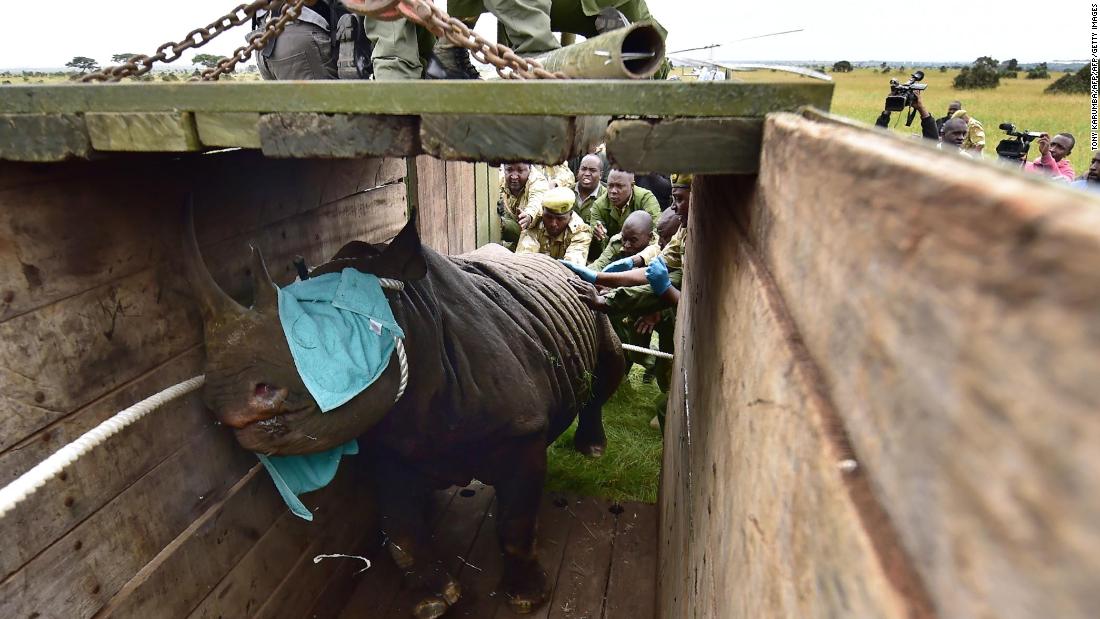 11 endangered rhinos were moved to start a new population. 10 died.