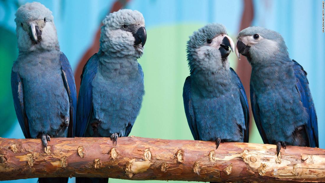 Blue bird from 'Rio' movie now extinct in the wild