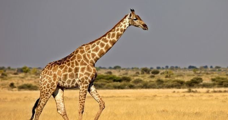 Sudafrica, attaccati da una giraffa madre e figlio sono in condizioni critiche