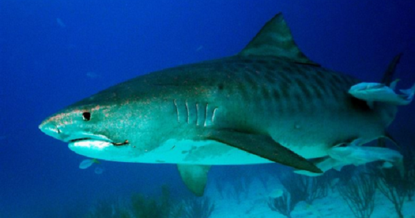 Australia: quattro squali catturati e uccisi dopo gli attacchi