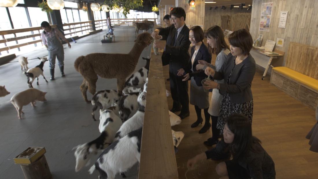 Companies are bringing alpacas and pigs to the office