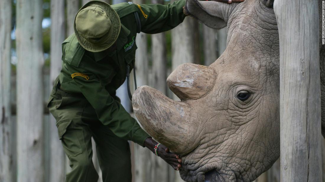 Glimmer of hope in race to save nearly extinct northern white rhino