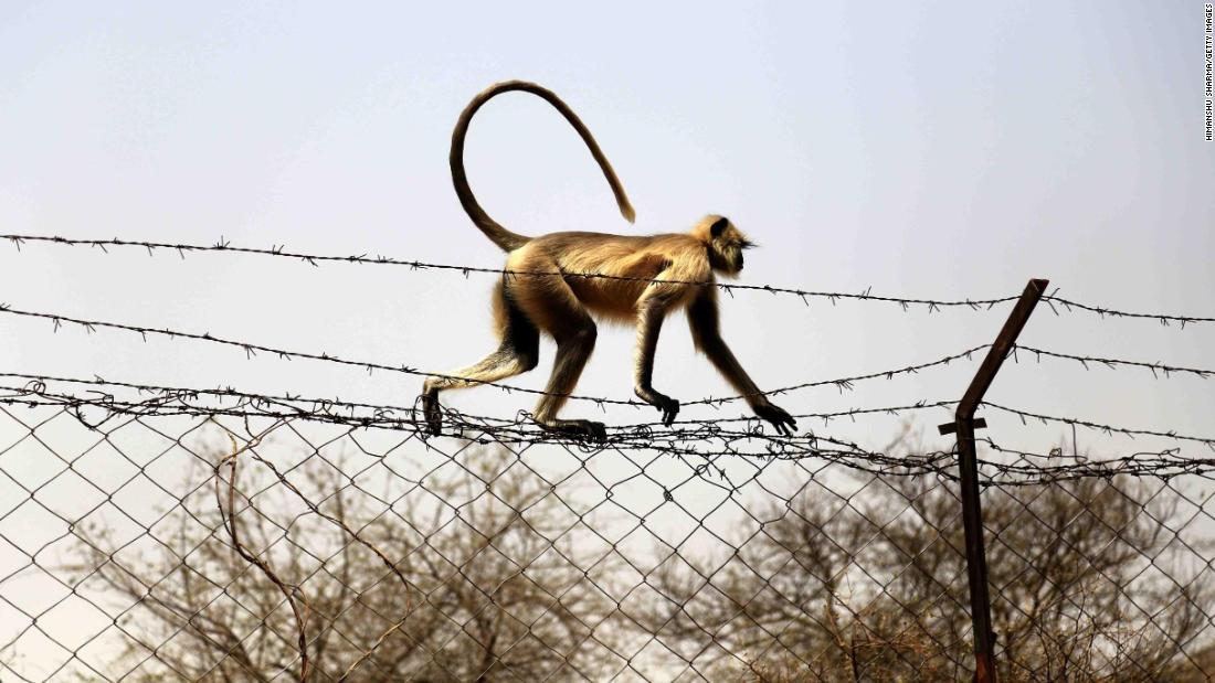 Monkey kills 12-day-old baby in India