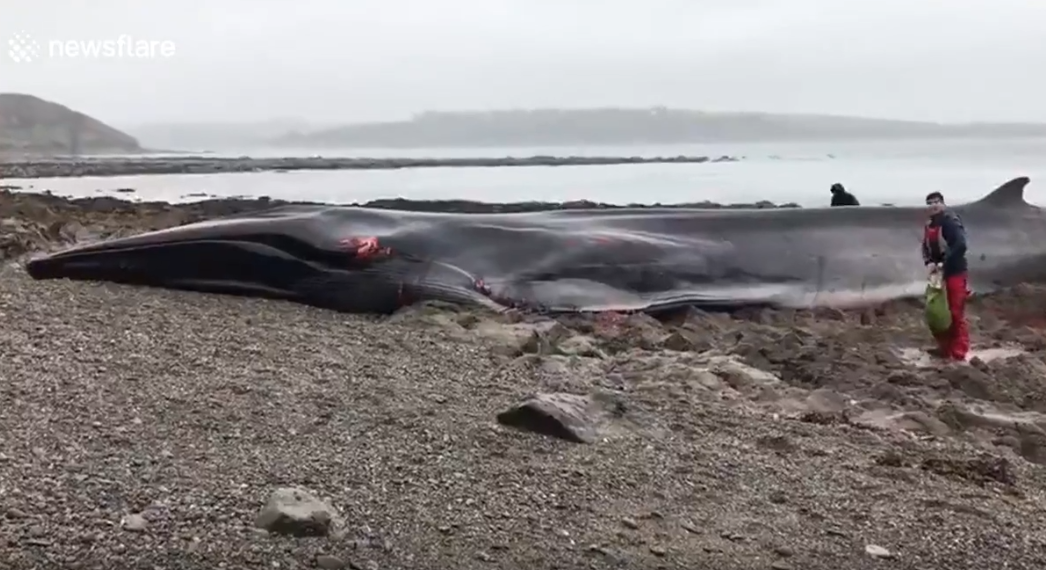 Le strazianti immagini dello spiaggiamento di una balena in Cornovaglia