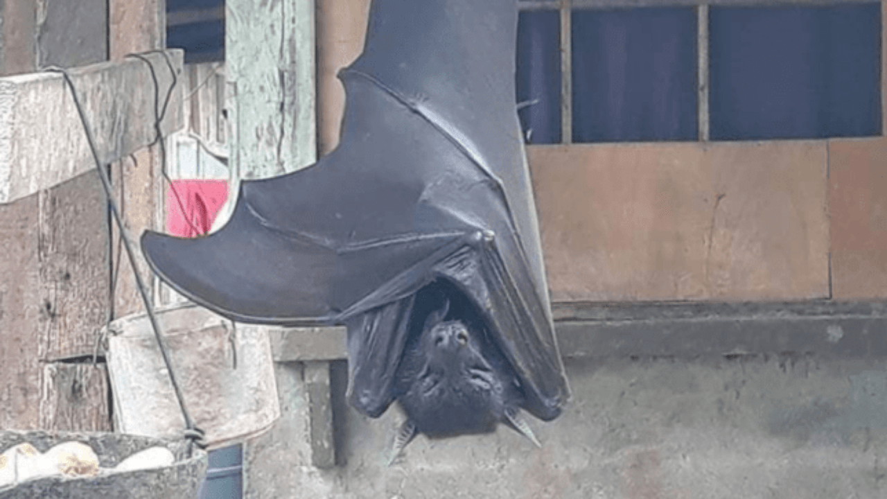 Twitter in stato di shock dopo il post della foto del pipistrello ‘a misura d’uomo’