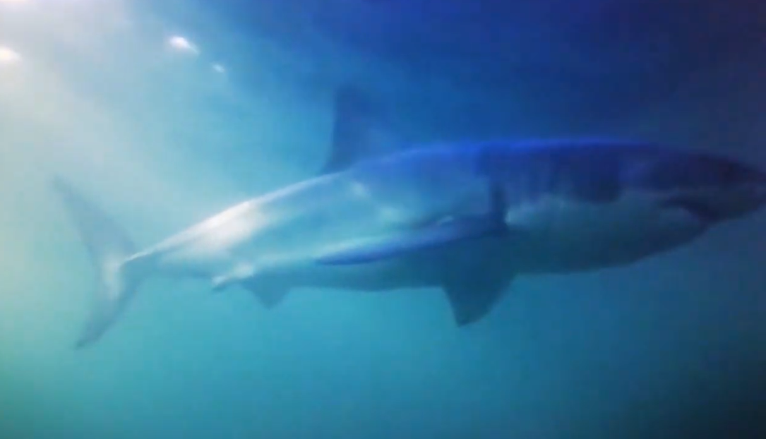 Il raro video di uno squalo che attacca e uccide la megattera affogandola al largo del Sudafrica