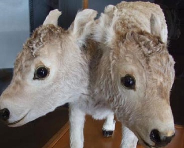 Mistero sul vitello con due teste nel villaggio dei Balcani