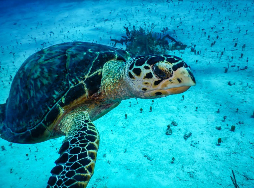 Ocean Cay Msc Marine Reserve: nate le prime tartarughe marine