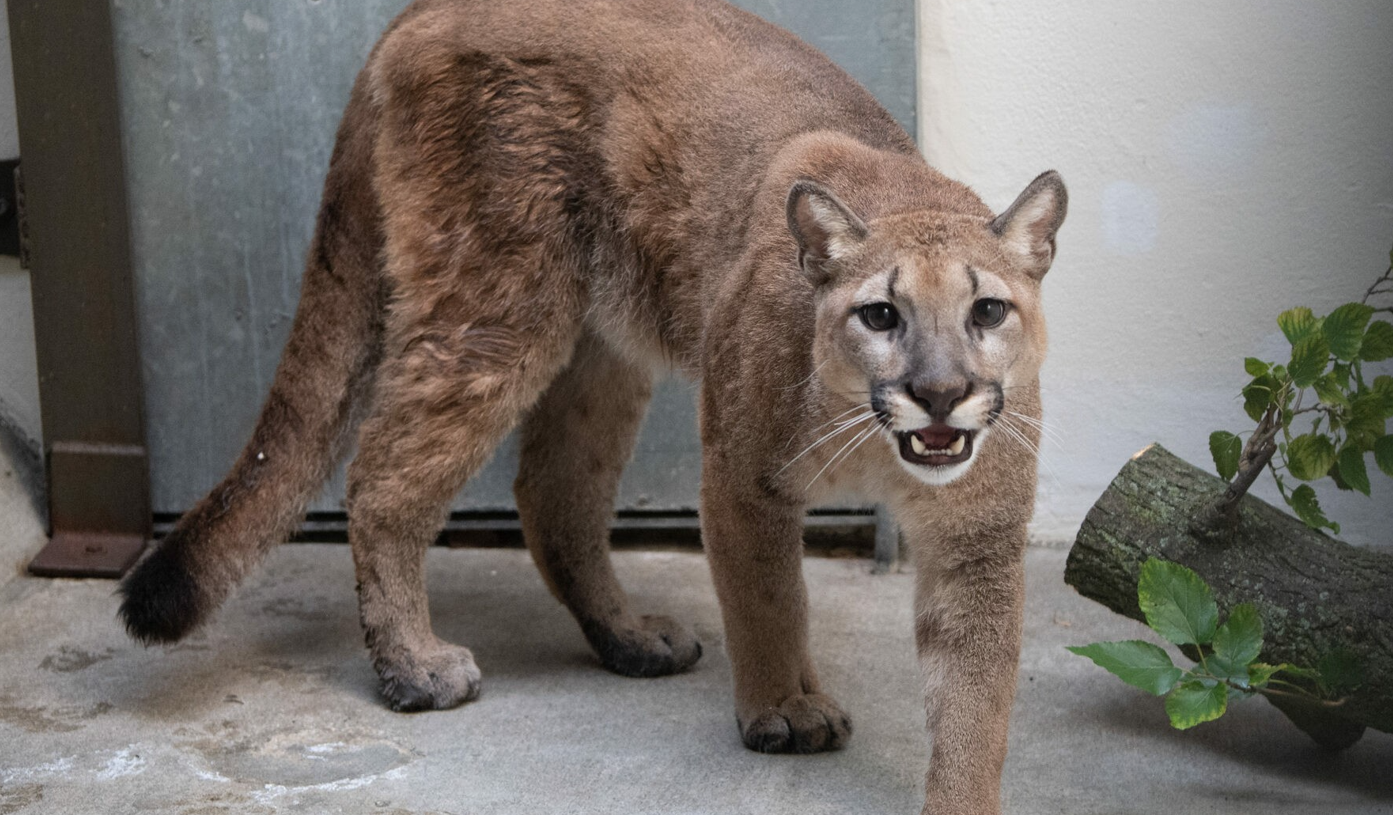 Puma liberato da appartamento a New York: l’animale è stato portato in un rifugio