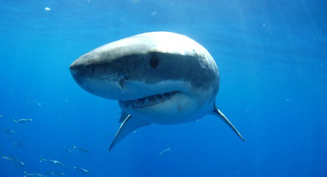 Australia, muore a 20 anni dopo l’attacco di uno squalo