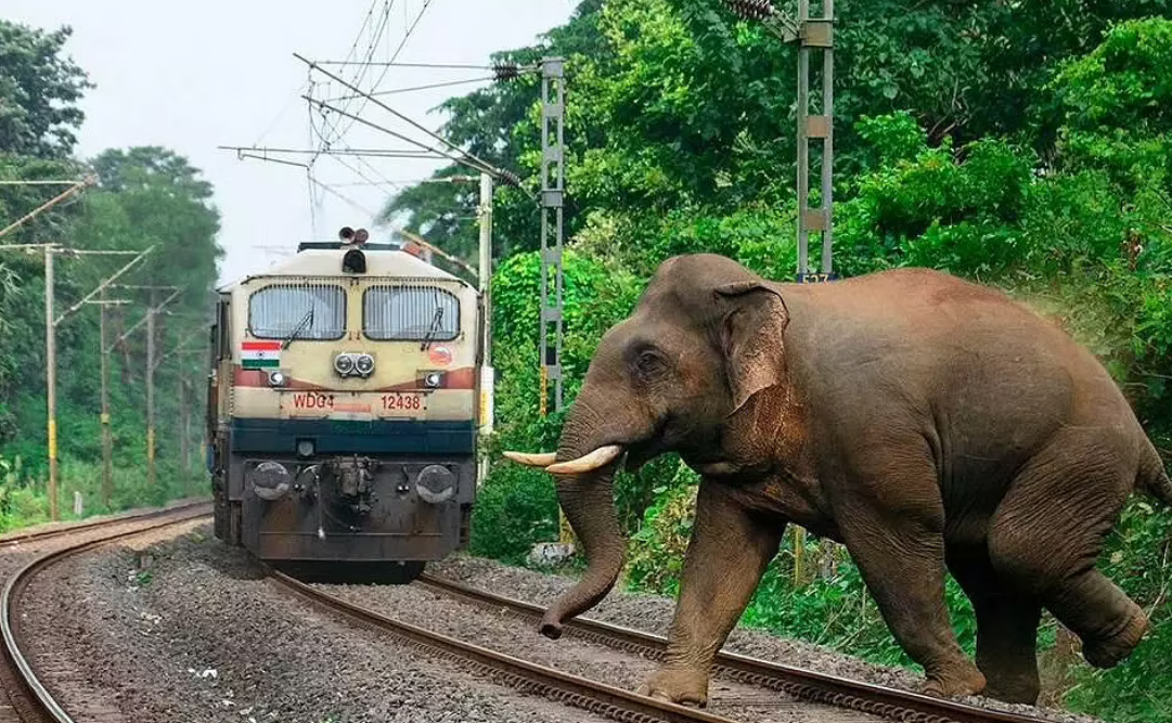 India, treno travolge e uccide due elefanti: polemiche