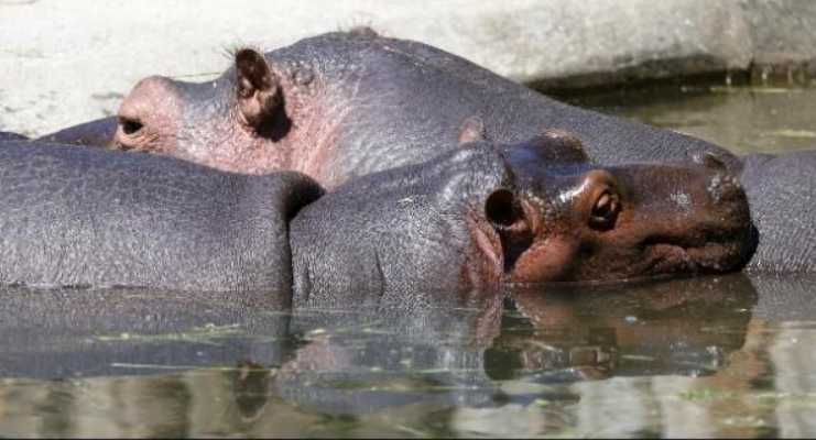 Covid, contagiati due ippopotami: primo caso al mondo