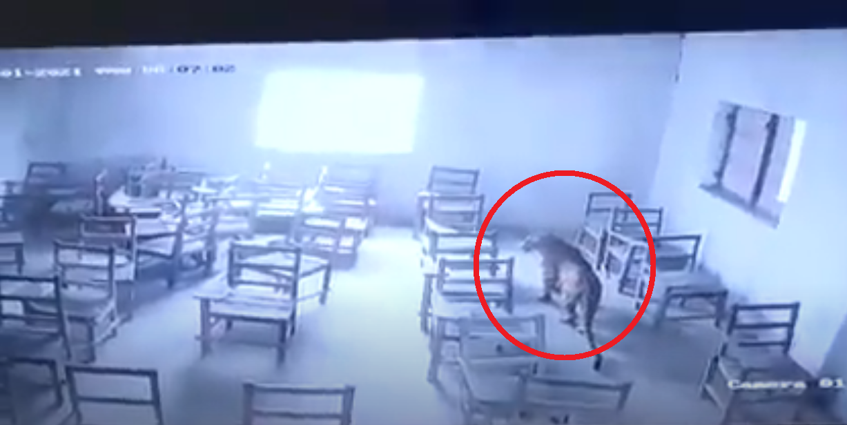 Terrore in India: leopardo entra nella scuola e attacca uno studente in classe