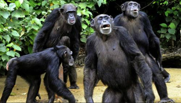 Vaiolo delle scimmie arrivato in Italia: “Si trasmette con i rapporti sessuali”