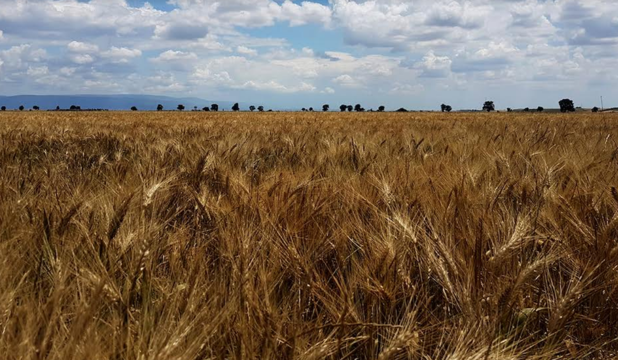 Ucraina: riparte l’accordo del grano