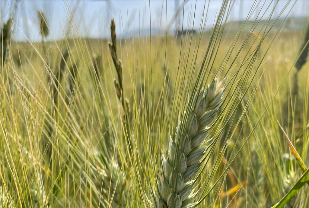 Ucraina: la Russia pone fine all’accordo sul grano