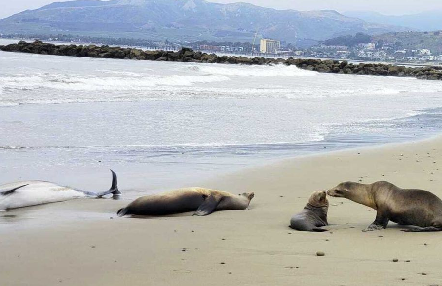 Usa, tossina fa strage di delfini e leoni marini