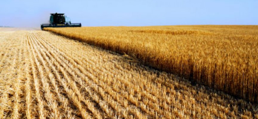 Mercato del grano duro, la Turchia vìola gli accordi? Scatta l’interrogazione europarlamentare Vuolo (PPE-FI)