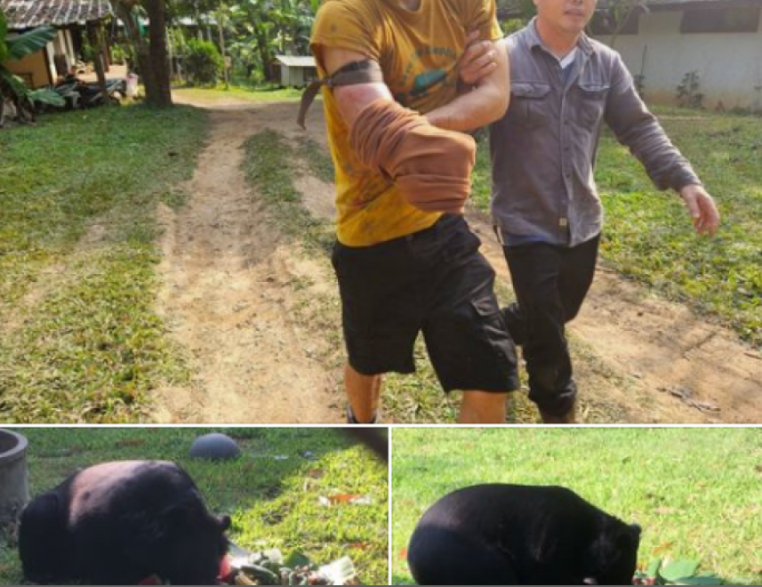 Orso nero asiatico morde un guardiano svizzero di uno zoo thailandese, l’uomo si amputa l’avambraccio per liberarsi per non ferire l’animale
