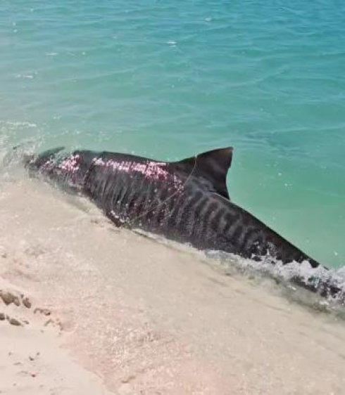 Il video terrificante e rarissimo dello squalo tigre che attacca arrivando sul bagnasciuga in mezzo ai bagnanti