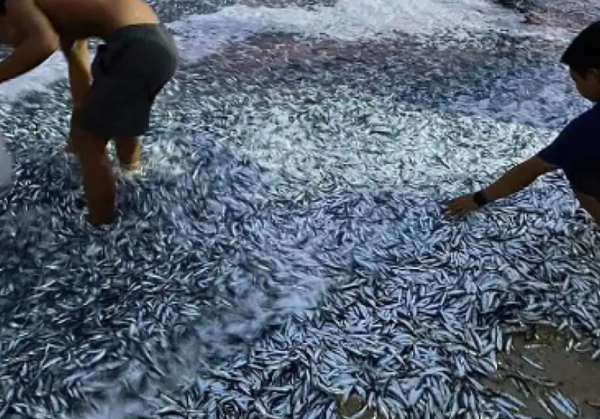 Milioni di sardine si riversano sulla riva