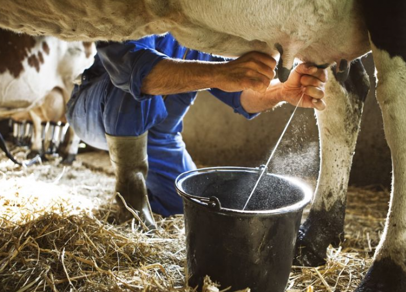Influenza aviaria scoperta nelle mucche in America, il virus si trova anche nel loro latte