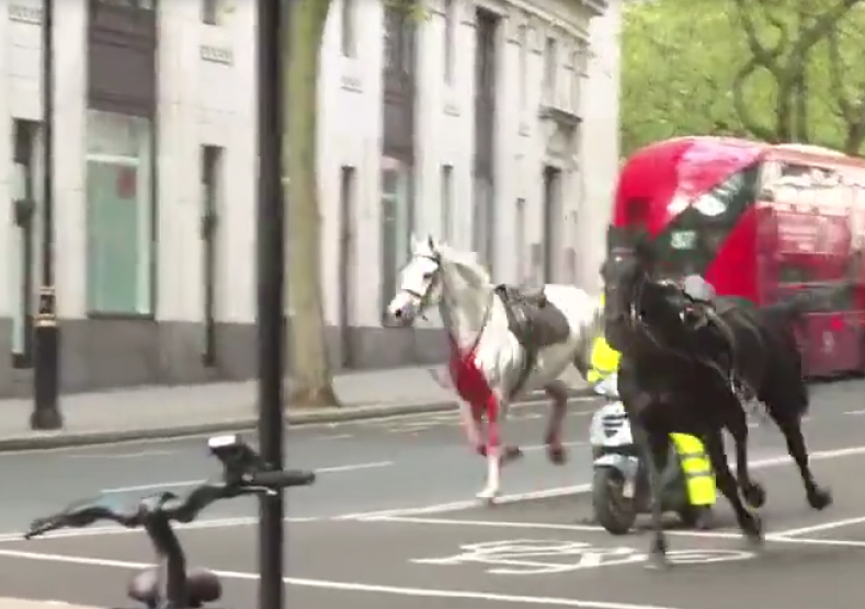 Due cavalli della guardia reale fuggono nelle strade del centro di Londra e si schiantano su bus e taxi, 4 feriti