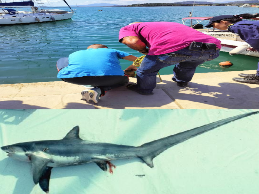 Allerta nel porto di Volos in Grecia: trovato uno squalo lungo 3,5 metri